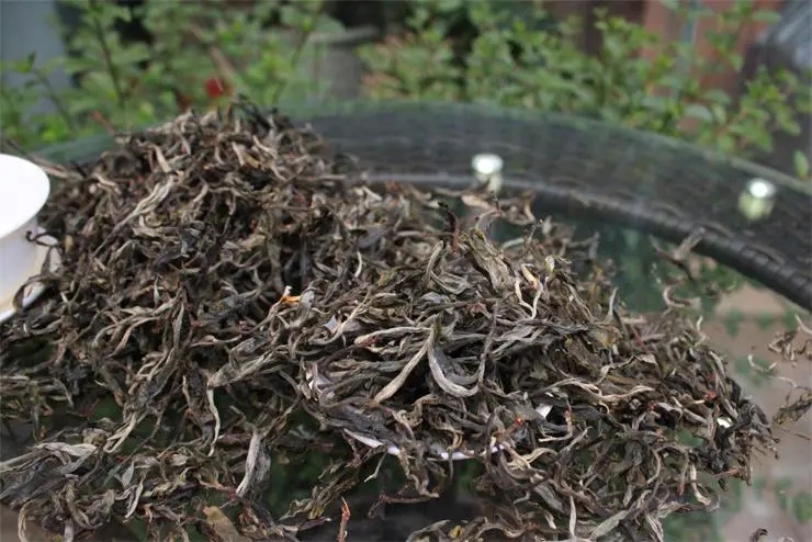 2023冰島古樹春茶品質如何？