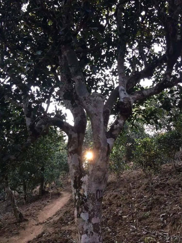 2023小戶賽古樹春茶口感是什么？