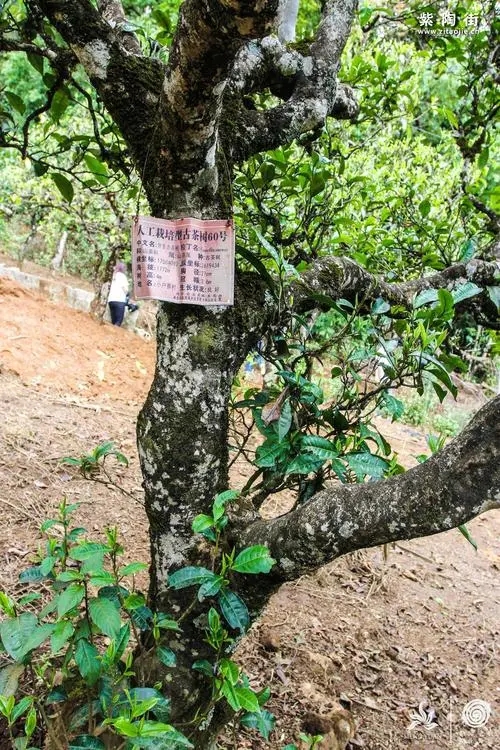 2023年小戶賽古樹(shù)春茶特點(diǎn)是什么？