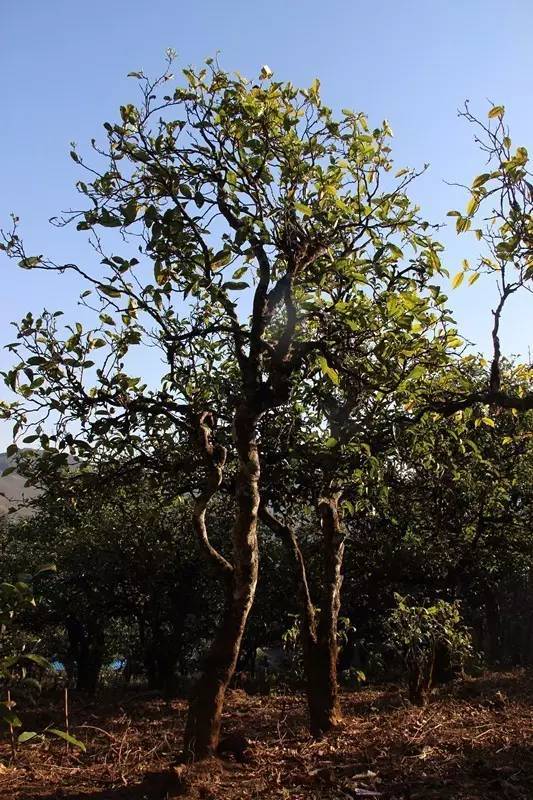 2023年小戶賽古樹春茶多少錢一公斤？