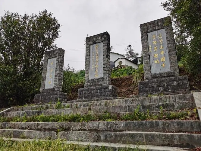 2023年白鶯山古樹春茶品質如何？