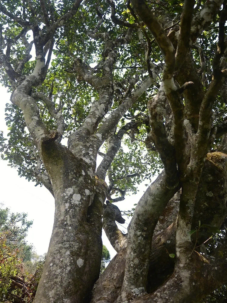 2023年白鶯山古樹春茶多少錢一公斤？