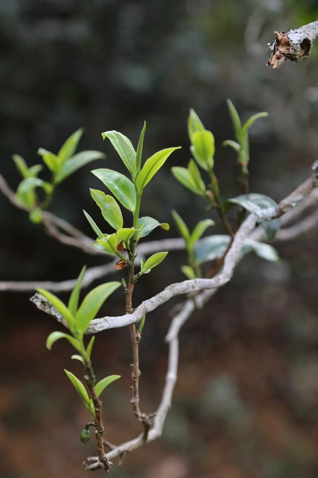 2023年昔歸古樹春茶特點(diǎn)是什么？