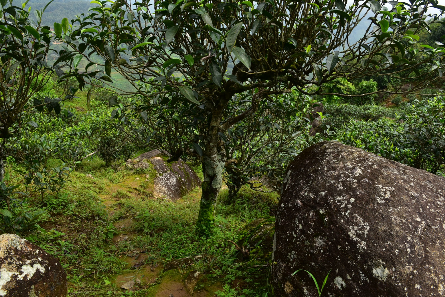 2023年邦東古樹春茶特點(diǎn)是什么？