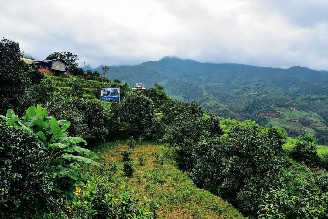 2023年邦東古樹春茶多少一公斤？