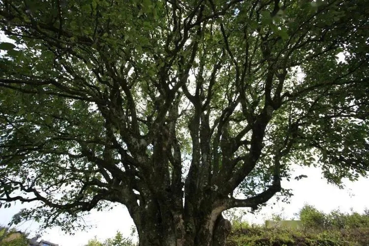 2023年香竹箐古樹春茶品質(zhì)怎么樣？