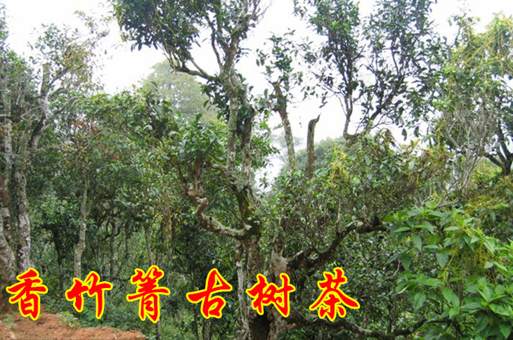 2023年香竹箐古樹春茶價(jià)格是多少？