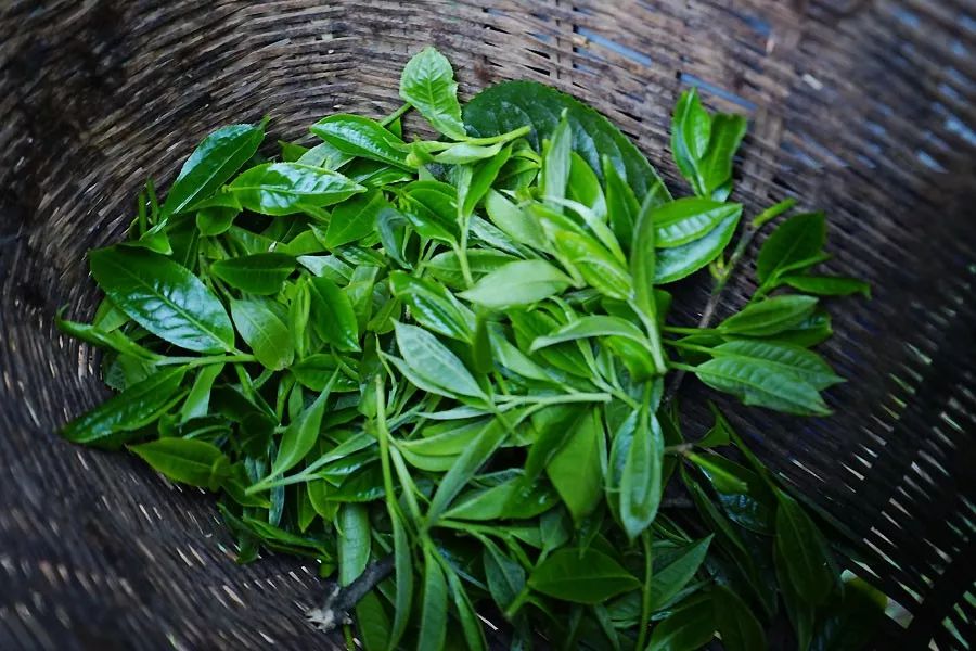 2023年香竹箐古樹春茶多少一公斤？