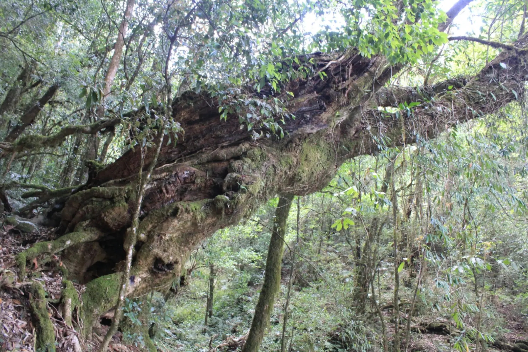 2023年大雪山古樹春茶口感怎么樣？