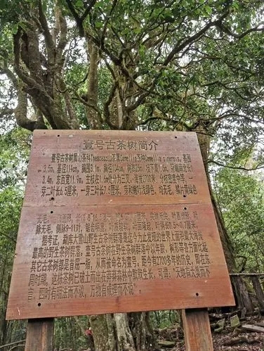 2023年大雪山古樹春茶特點是什么？