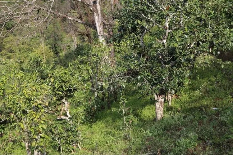 2023年大雪山古樹春茶價(jià)格是多少？