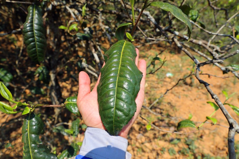 2023年忙肺古樹春茶品質(zhì)怎么樣？