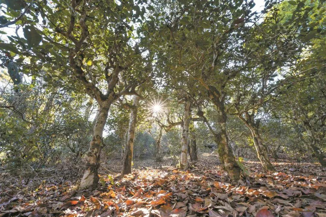 2023年忙肺古樹春茶特點(diǎn)是什么？