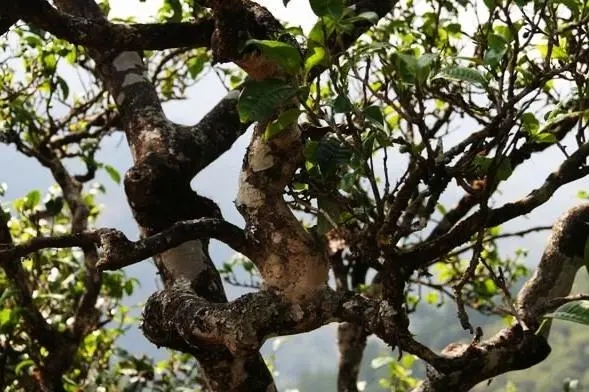 2023年忙肺古樹春茶價(jià)格是多少？