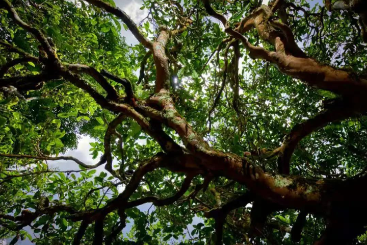 2023年那罕古樹春茶價(jià)格是多少？