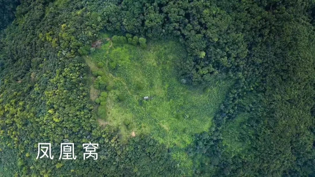 2023年鳳凰窩古樹春茶品質(zhì)如何？