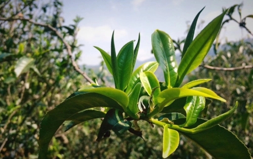 2023年小戶賽古樹春茶品質(zhì)怎么樣？