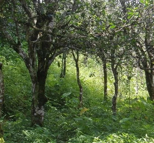 2023年小戶賽古樹春茶價(jià)格多少？