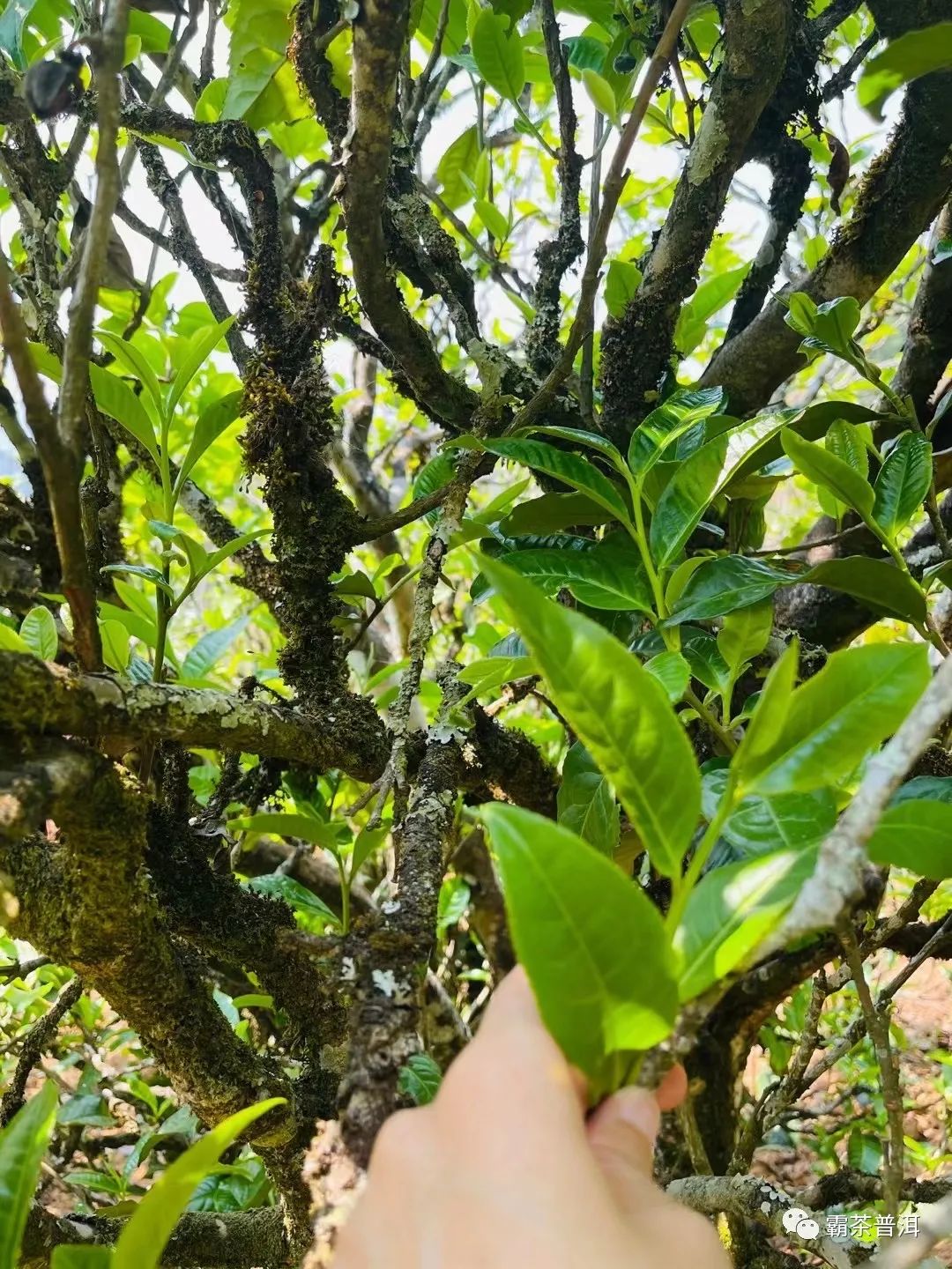 2023年正氣塘古樹春茶品質(zhì)如何？