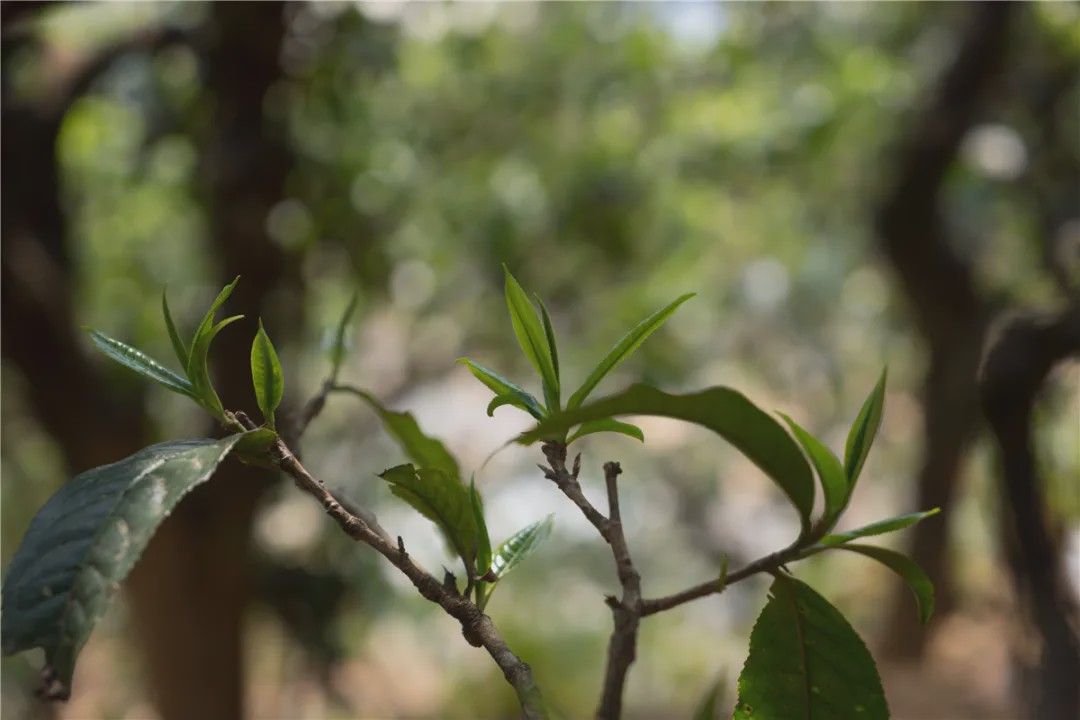 2023年壩糯古樹春茶品質(zhì)如何？