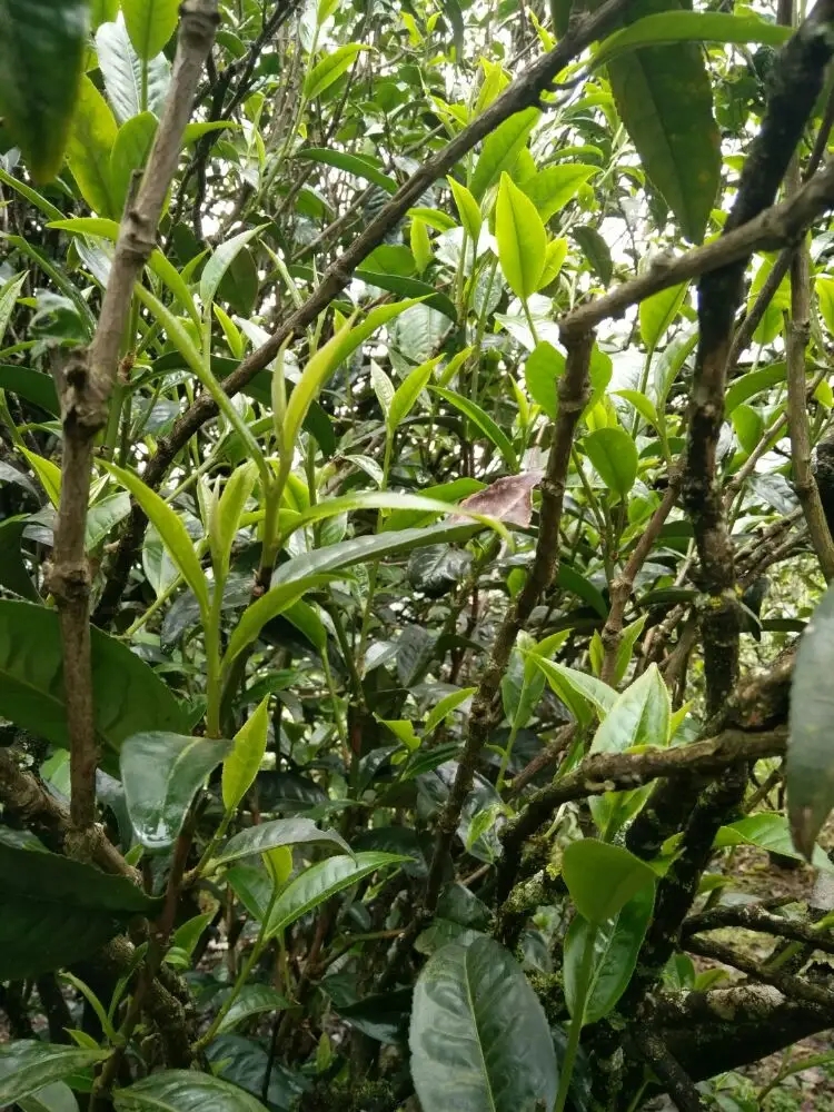 2023年壩糯古樹(shù)春茶口感怎么樣？