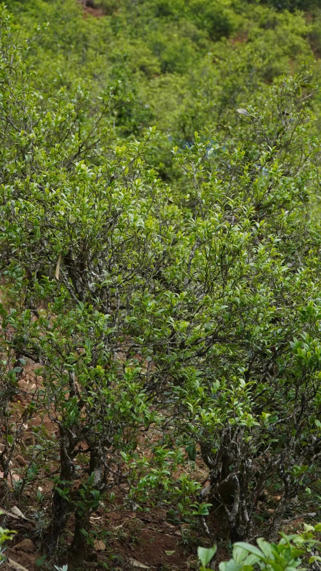 2023年壩糯古樹春茶特點(diǎn)是什么？