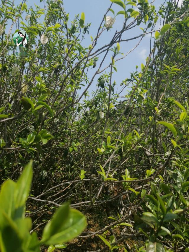 2023年壩糯古樹春茶價(jià)格是多少？