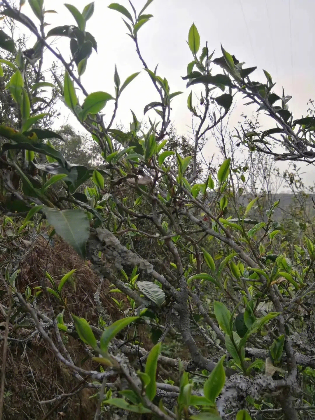 2023年壩糯古樹春茶多少一公斤？