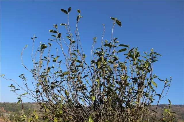 2023年那蕉古樹春茶品質(zhì)如何？