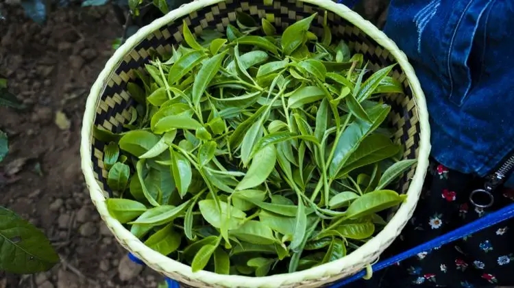 2023年那蕉古樹春茶特點(diǎn)是什么？