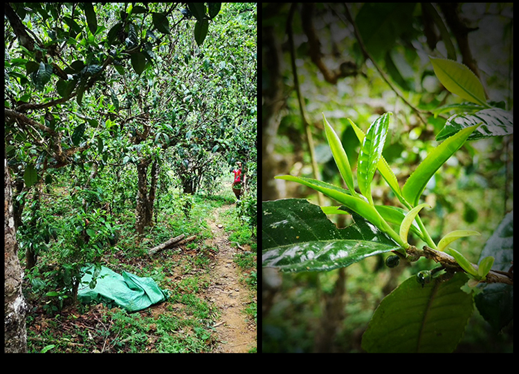 2023年南迫古樹春茶特點(diǎn)是什么？