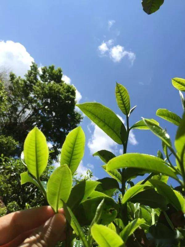 2023年南迫古樹春茶價格是多少？