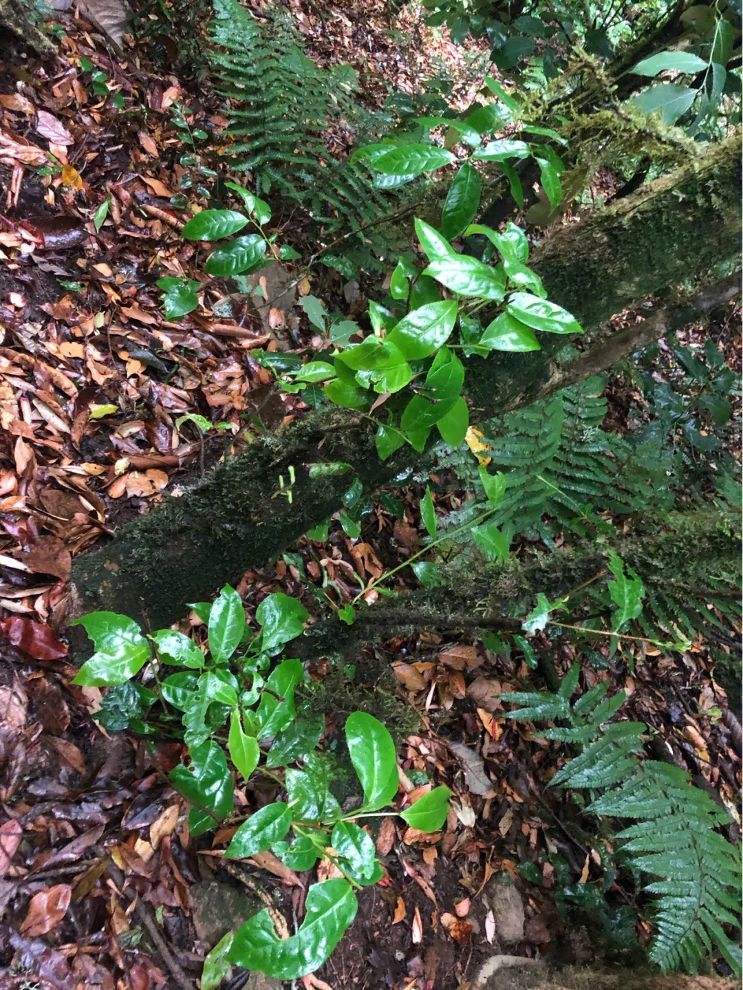 2023年南迫古樹春茶多少一公斤？