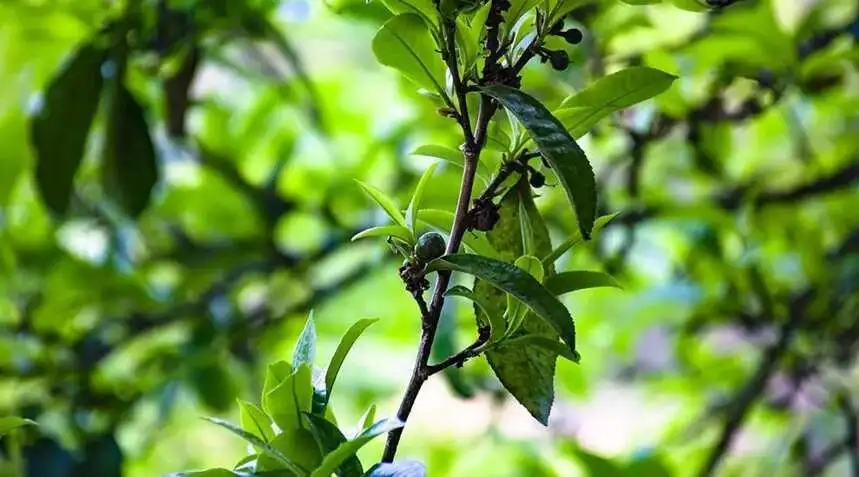 2023糯伍古樹春茶價(jià)格是多少？