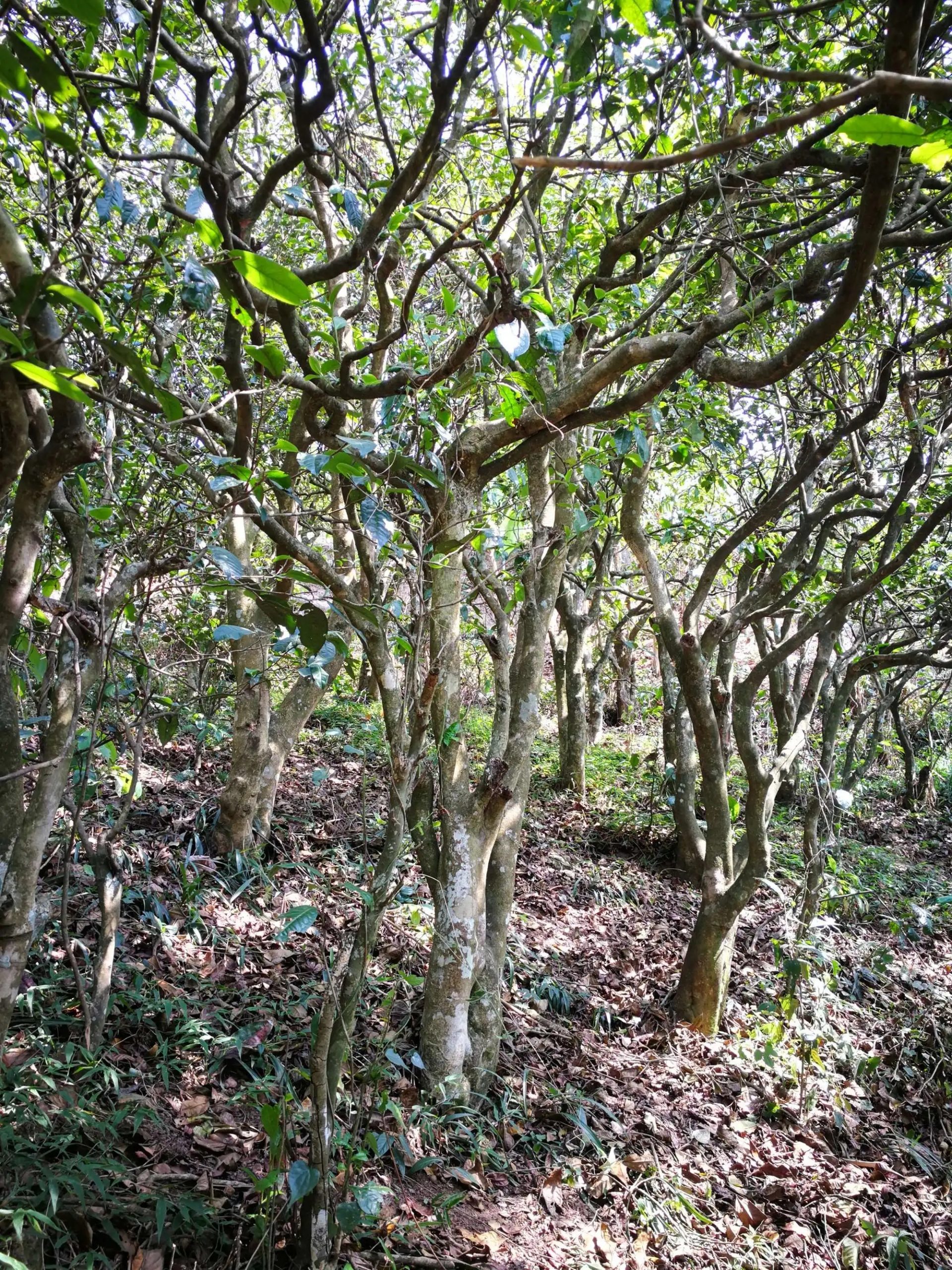 2023年糯伍古樹春茶多少一公斤？