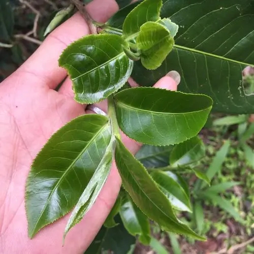 2023年薄荷塘古樹春茶口感如何？