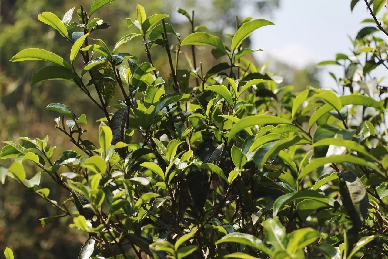 2023年彎弓古樹春茶品質(zhì)如何？