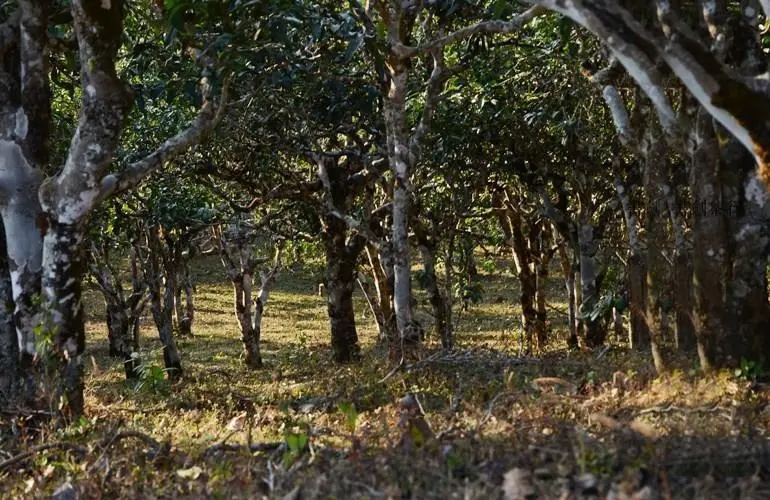 2023年彎弓古樹春茶特點(diǎn)是什么？