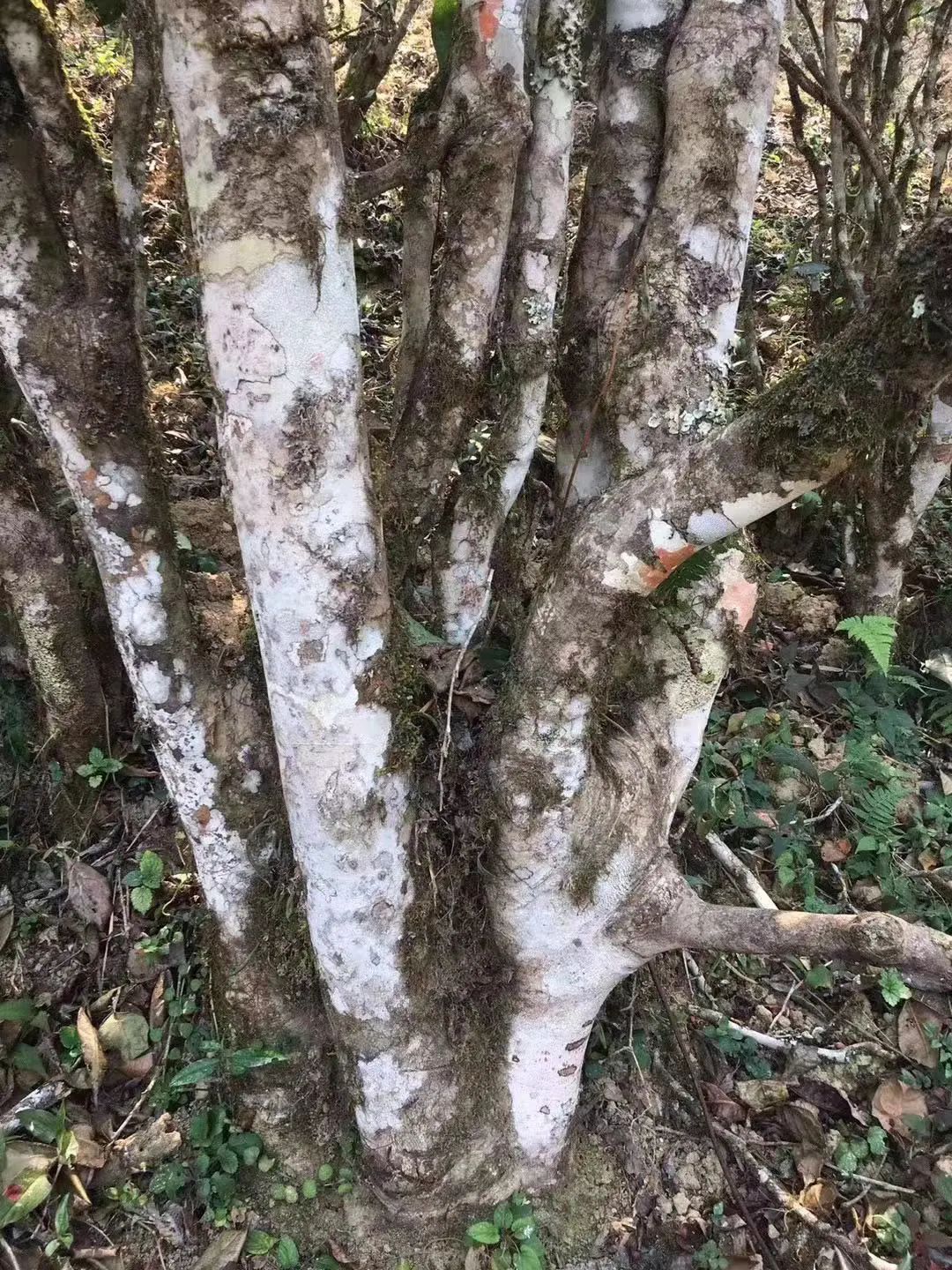 2023年彎弓古樹春茶口感如何？