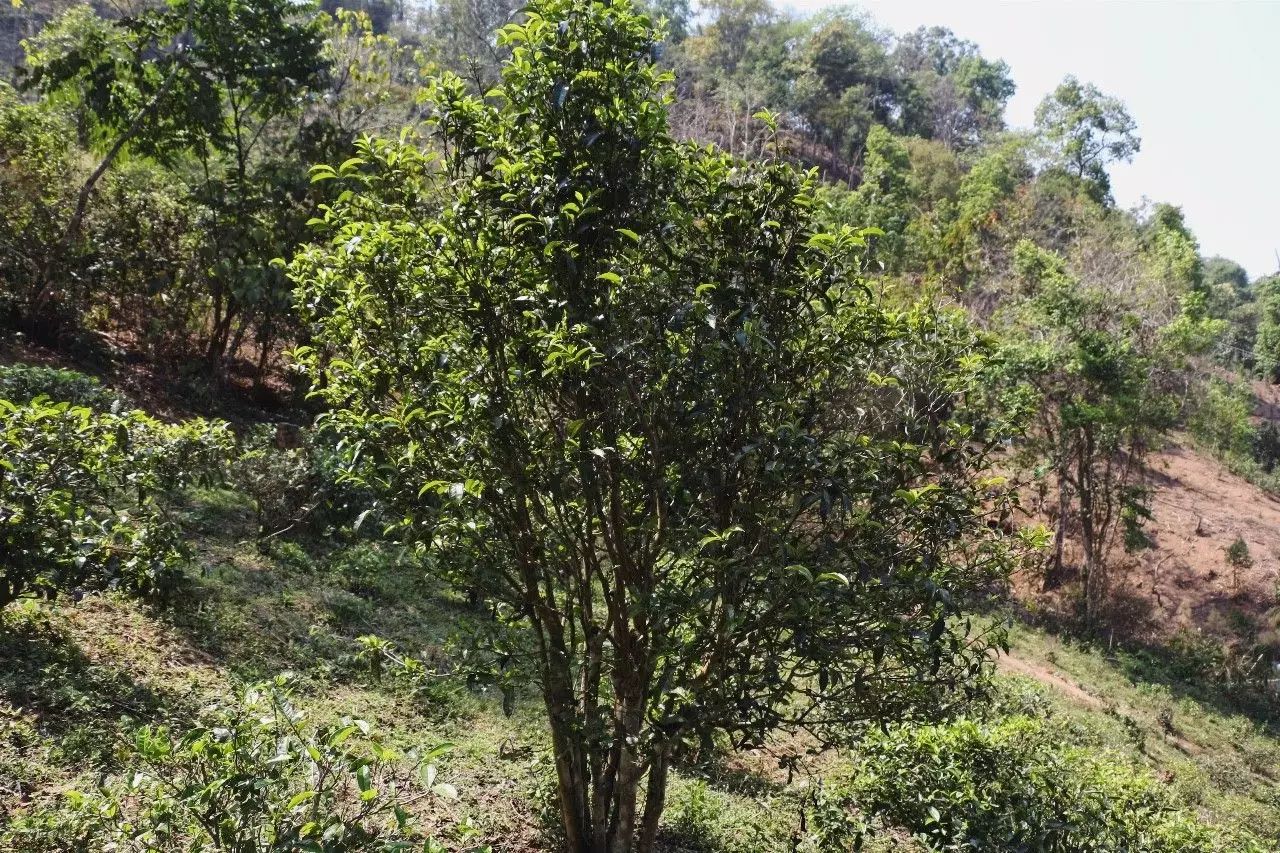 2023年彎弓古樹春茶價(jià)格是多少？