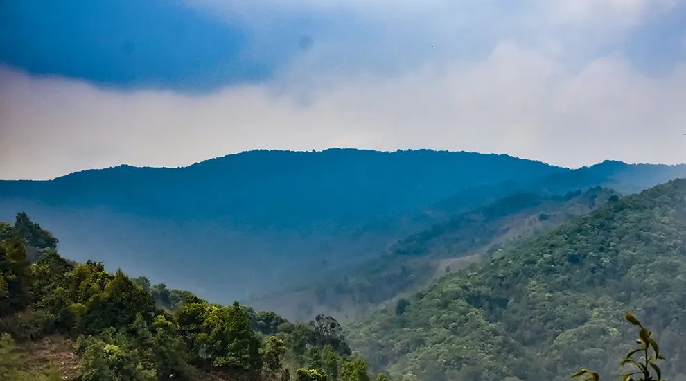 2023年勐庫大忠山古樹春茶品質怎么樣？