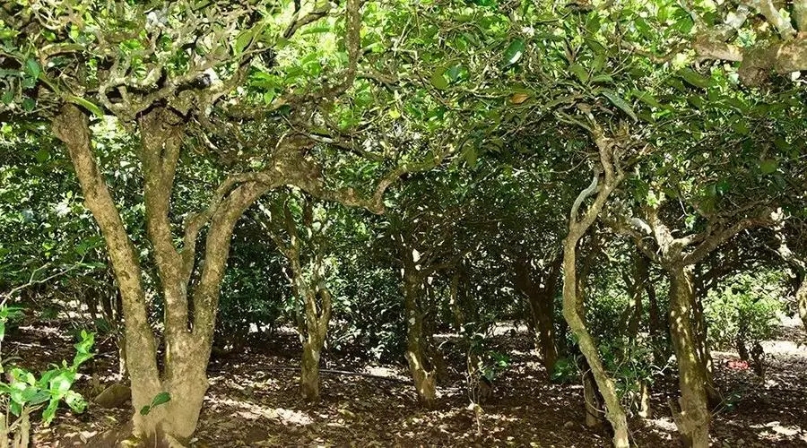 2023年勐庫大忠山古樹春茶多少錢一公斤？