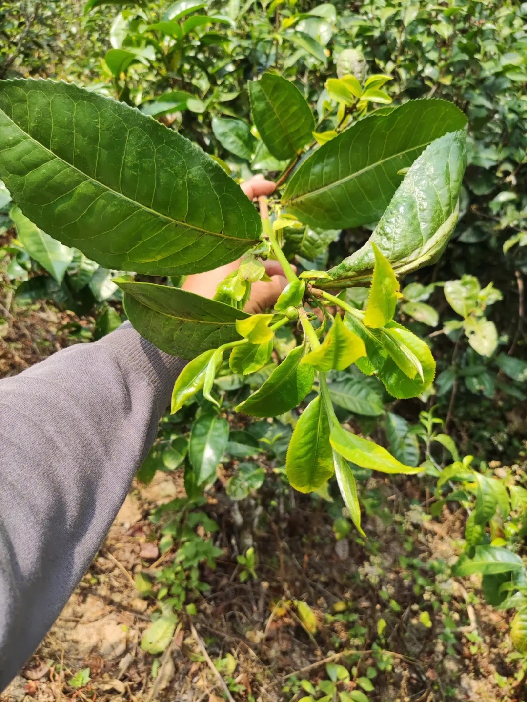2023年勐庫小荒田古樹春茶品質如何？