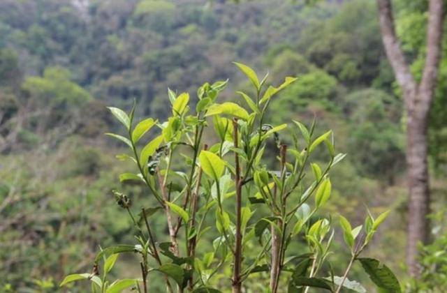 2023年勐庫那蕉古樹春茶品質(zhì)如何？