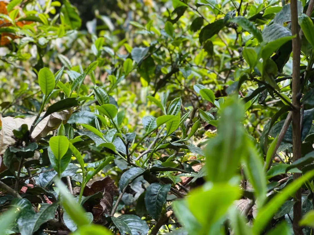 2023年勐庫那蕉古樹春茶多少一公斤？