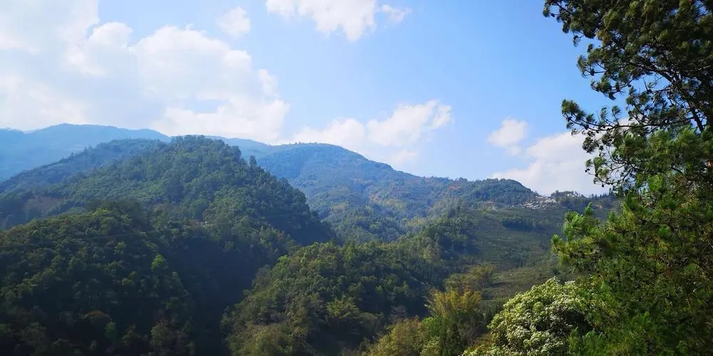 2023年勐庫(kù)豆腐寨古樹春茶品質(zhì)如何？