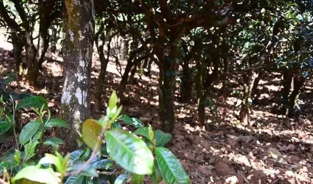 2023年勐庫(kù)豆腐寨古樹春茶價(jià)格是多少？