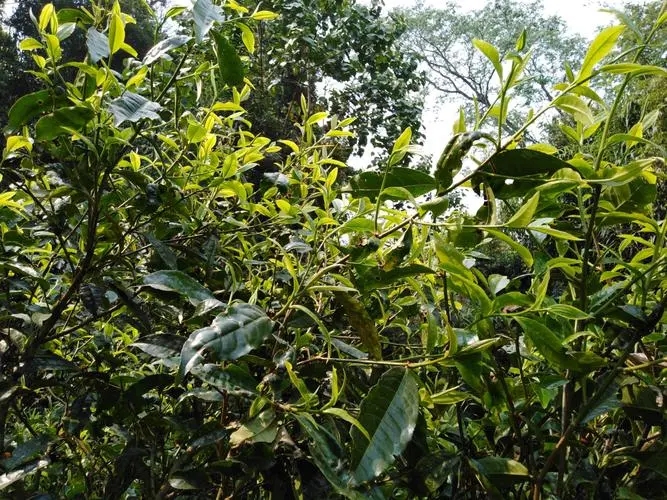 2023年勐庫(kù)河邊寨古樹特點(diǎn)是什么？