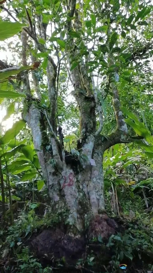 2023年麻栗坡古樹春茶品質(zhì)如何？