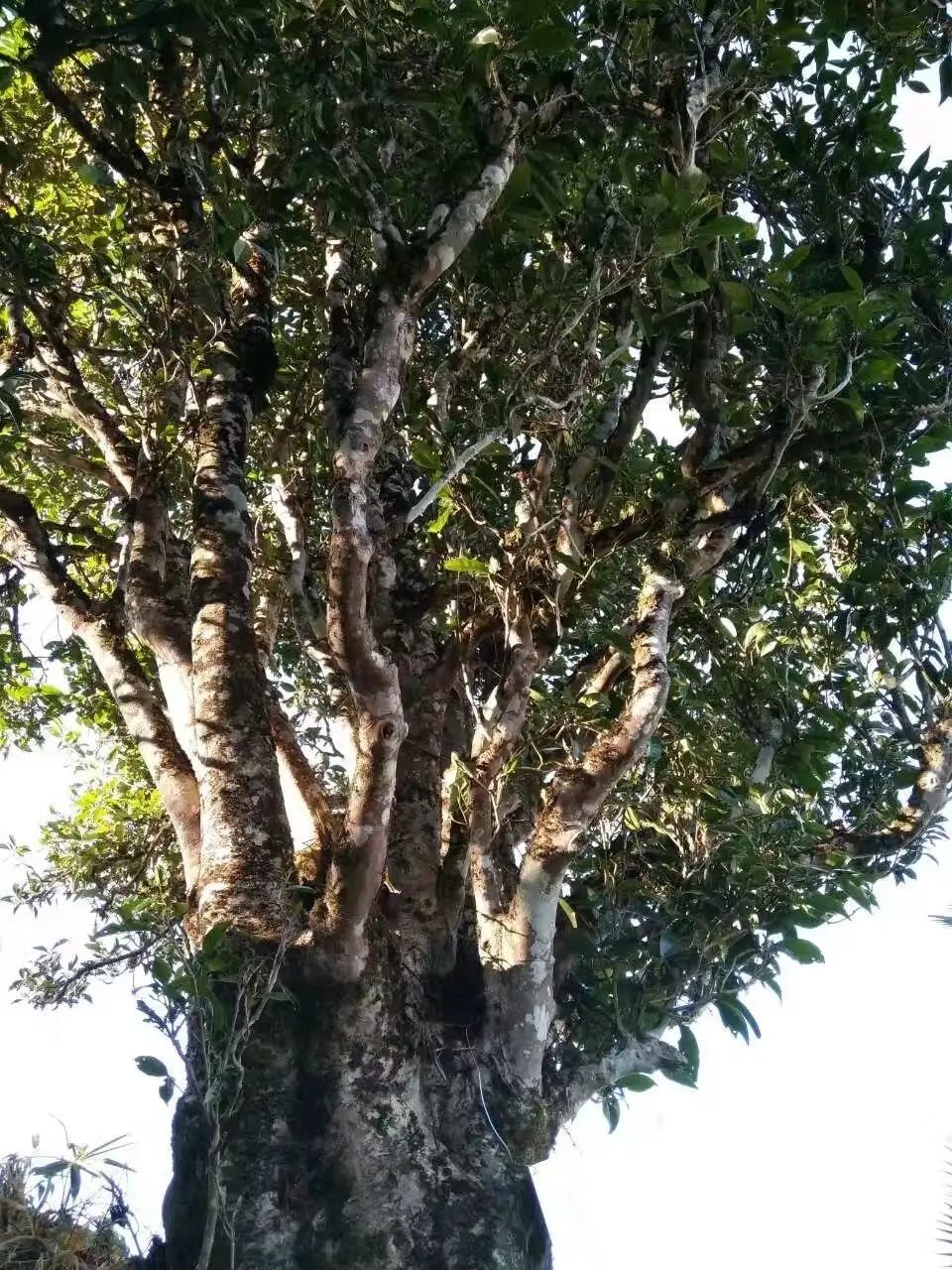 2023年麻栗坡古樹春茶口感怎么樣？